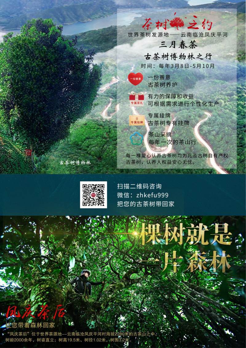 茶樹(shù)之約.jpg